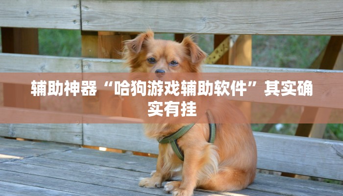 辅助神器“哈狗游戏辅助软件”其实确实有挂
