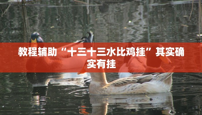 教程辅助“十三十三水比鸡挂”其实确实有挂