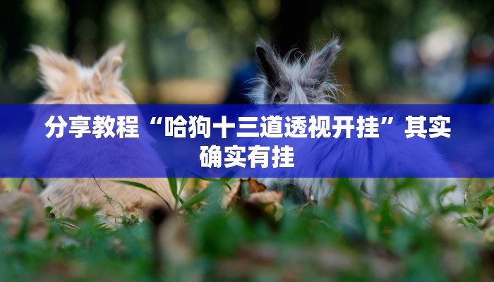 分享教程“哈狗十三道透视开挂”其实确实有挂