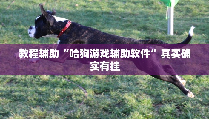 教程辅助“哈狗游戏辅助软件”其实确实有挂